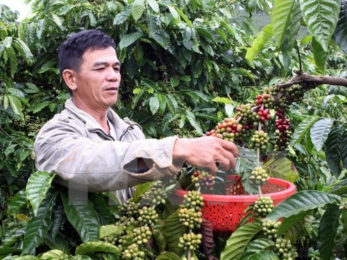 Developing coffee zones in Dak Lak province  - ảnh 1